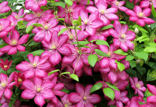 739953 (a): :2200x1506